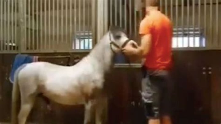 A Journey Into The "Twitter Orange Shirt Horse" Phenomenon