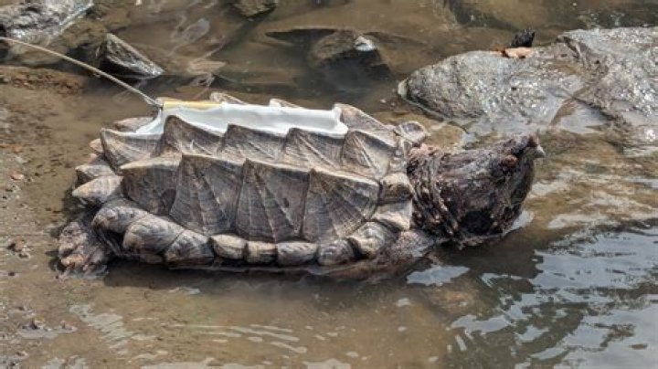 Biggest Turtle In The World, Their Adaptation, Breeding, And Lifespan |