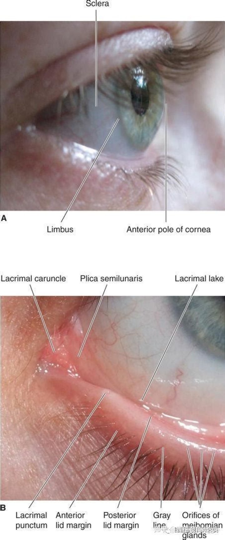 Discover The True Identity Of Left Eye's Son