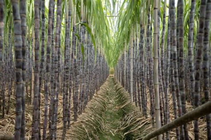 Discoveries And Insights Redefining Sugarcane Farming