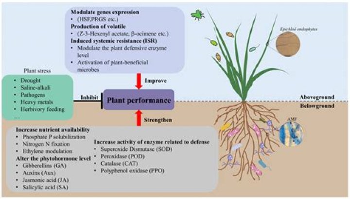 Goldsmith's Departure And Its Profound Implications