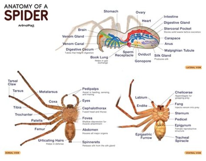 Spider Falls And The Mystery Of Arachnid Mortality
