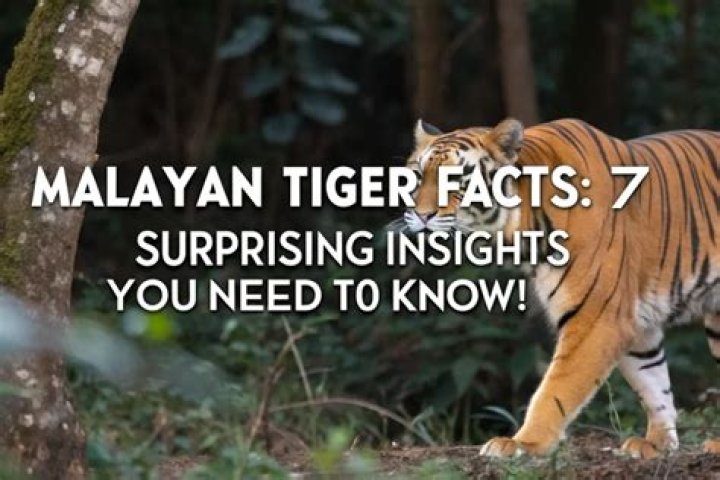 Surprising Facts And Insights Revealed