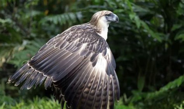 The Giant Philippine Eagle |