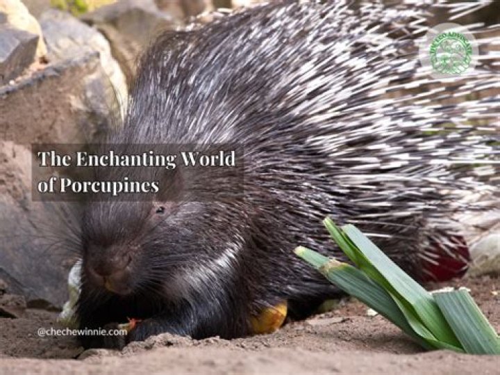 Uncover The Enchanting World Of Graham Sulkin: Insights And Discoveries