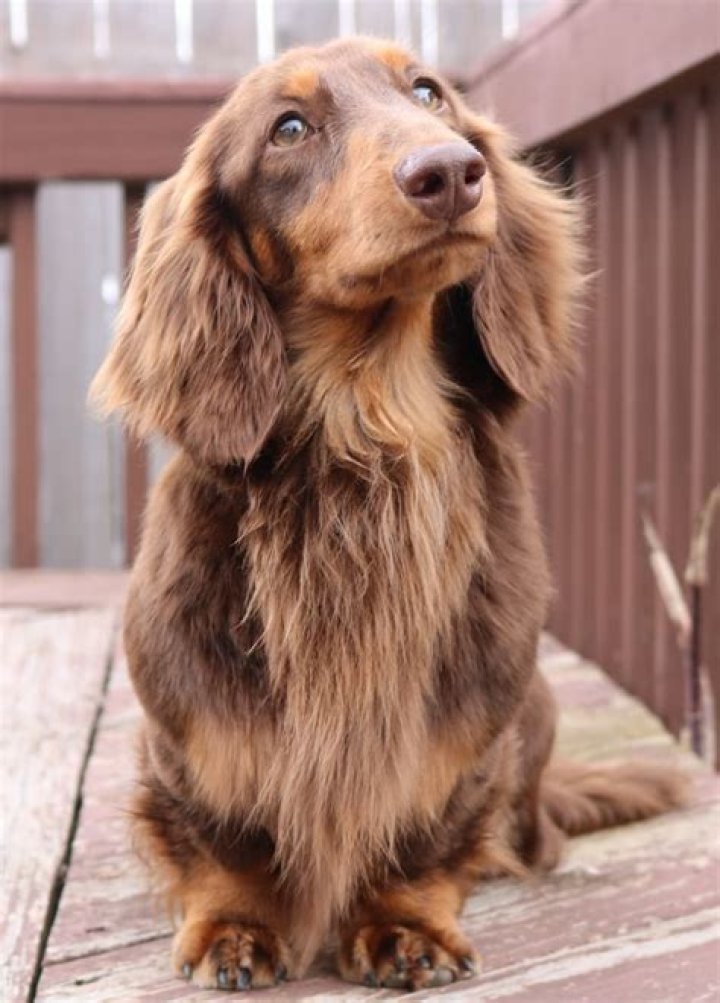 Uncover The Enchanting World Of Miniature Long Haired Dachshunds