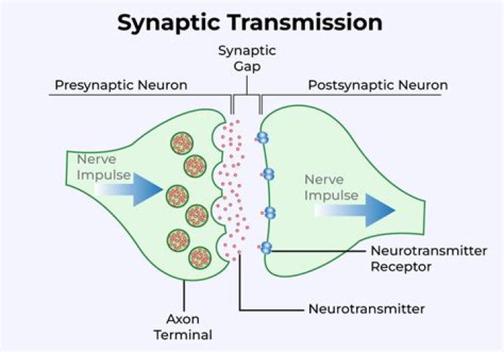 Unlocking Brain's Potential: Discoveries In Synaptic Therapies