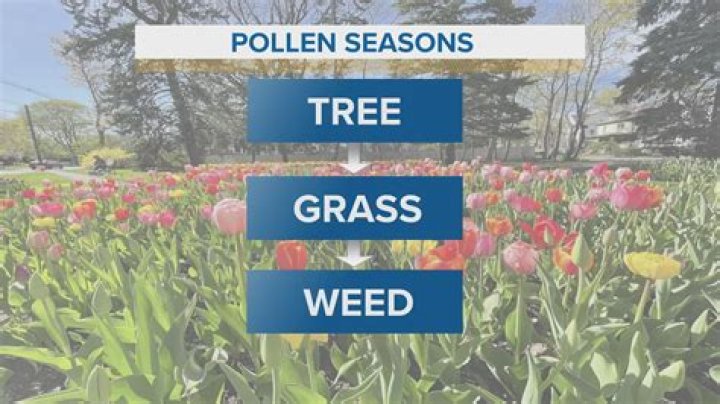 Unraveling Spring Pollen Season In Georgia
