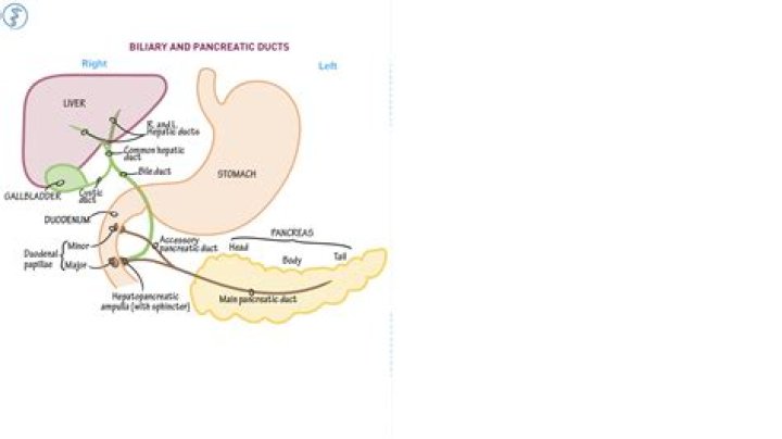 Unveiling The Secrets Of The Hepatopancreatic System