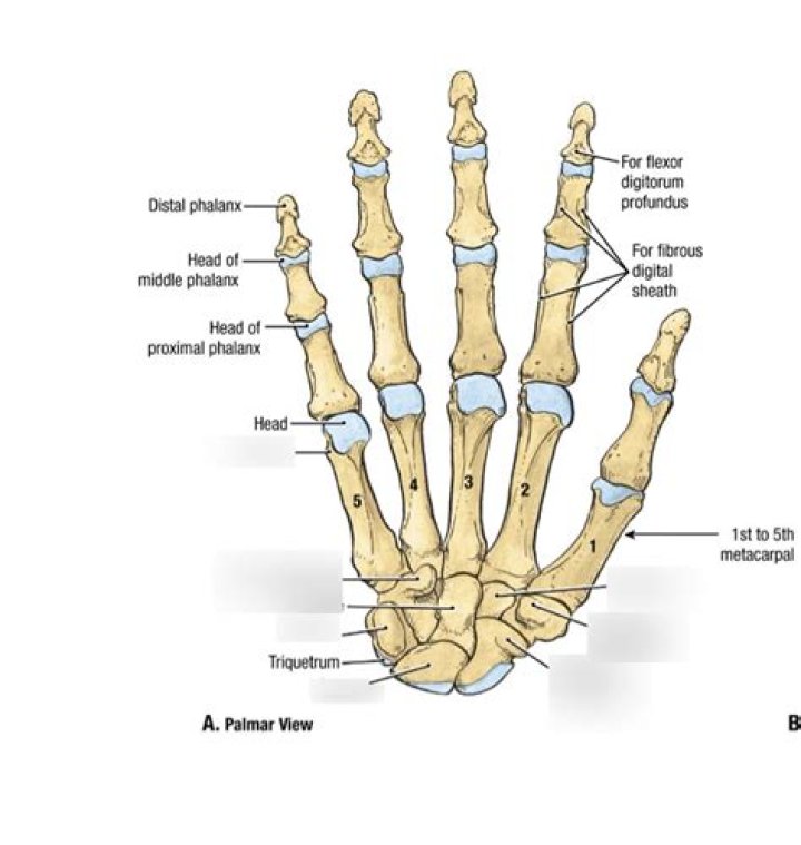 Unveiling The Secrets Of The "Thumb In Or Thumb Out" Enigma: Discoveries And Insights