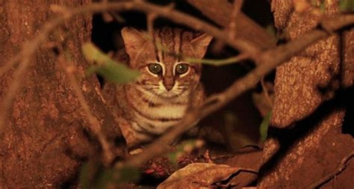 Unveiling the Smallest Cat in the World, the Rusty-Spotted Cat |