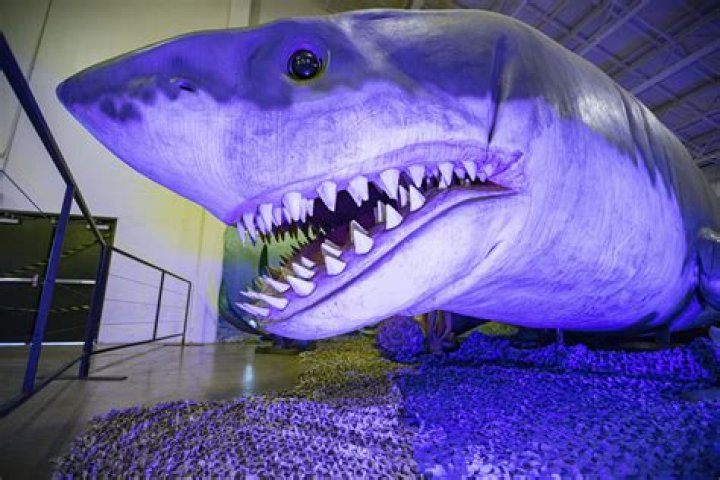 Unveiling The Truth: NASA's Astonishing Megalodon Discovery!
